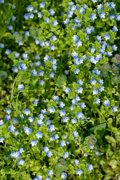 speedwell 수줍은 밝은 여름 꽃이 만발한 초원 평면도