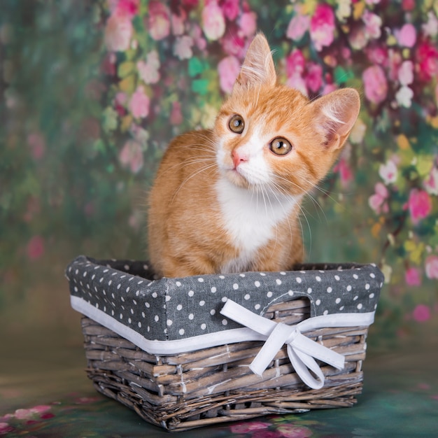 Speels en grappig schattig rood katje in een mand