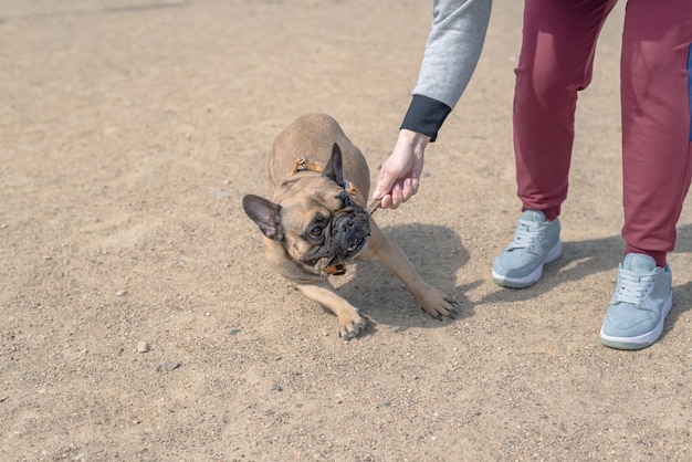 Speels frans bulldog hondenspel met houten stok in de buitenlucht