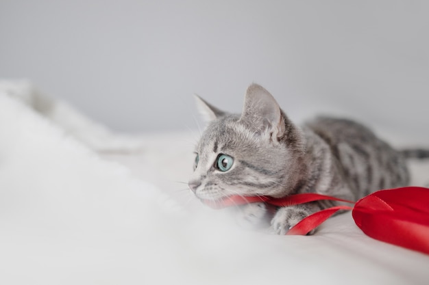 Speels grijs tabby kitten met blauwe ogen speelt met een kerstrood satijnen lint op een witte plaid in...