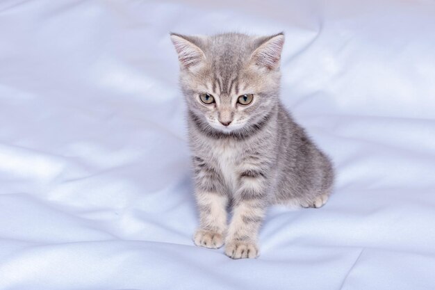 Speels katje speelt op de bank Pluizige huisdier staart nieuwsgierig aan Schattige kleine kitten loopt op bed Veterinaire zorg