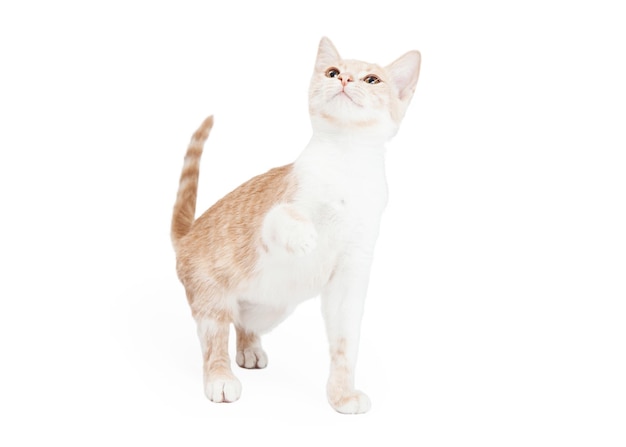 Speelse binnenlandse korthaar kitten
