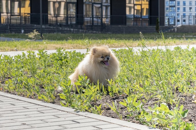 Speelse blij lachende grappige hond puppy rennen in de buurt van zomerbloemen en luisteren