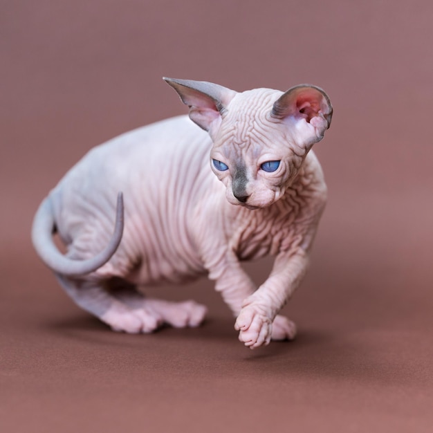 Speelse Canadese Sphynx-kat van kleur blauwe nerts en wit die op bruine achtergrond lopen en wegkijken