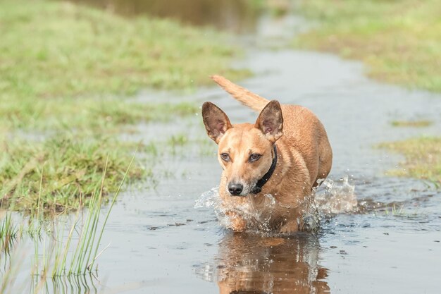 Foto speelse hond die door het water loopt