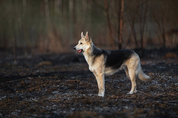 Speelse hond die op het veld staat met verbrande grasbomen op de achtergrond op zonnige lenteochtend