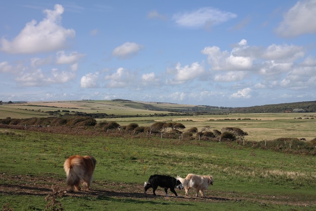 Speelse honden in een veld