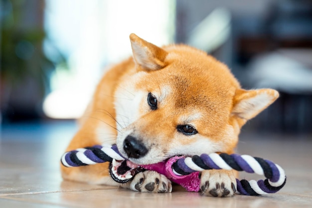 Speelse jonge puppy shiba inu spelen met hondenspeelgoed op de grond thuis in gelukkige indoor vrijetijdsbesteding Concept van hondenbezitter en gezonde huisdierenzorg