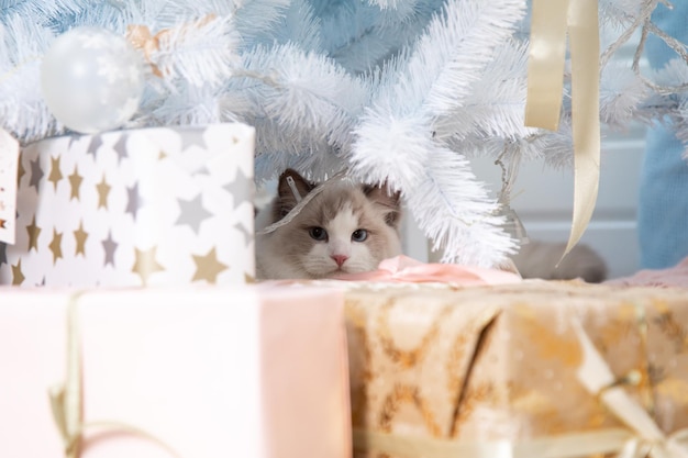 Speelse kattenragdoll verstopte zich tussen geschenkdozen onder de kerstboom. katten en het nieuwe jaar. kerstcadeaus en decoraties. blauwogige katten. dromen komen uit. een nieuwjaarscadeau is een kat.