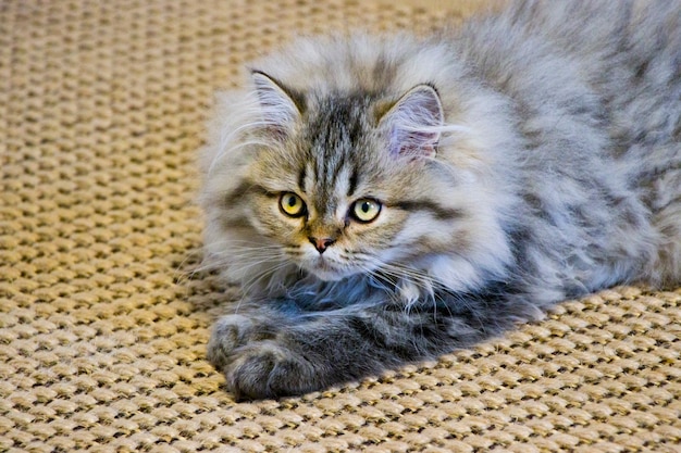 Speelse langharige kitten Perzische chinchilla grijze kleur. Huis huisdier. Ondeugende kat.