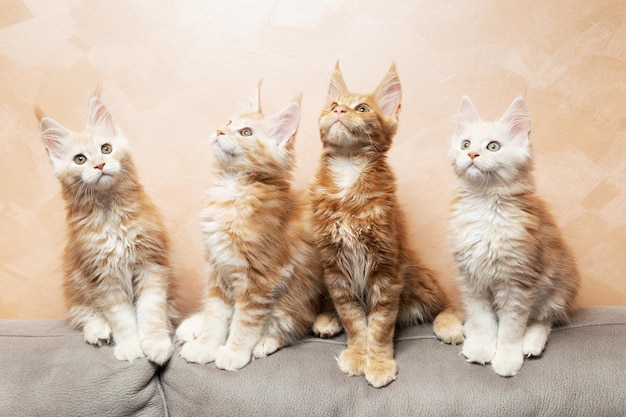 Speelse Maine Coon-kittens Vier rasechte kittens in het appartement