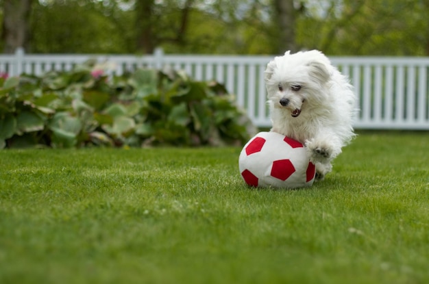 Speelse pup Opgewonden pluizige poedel spelen met een voetbal in een weelderige tuin