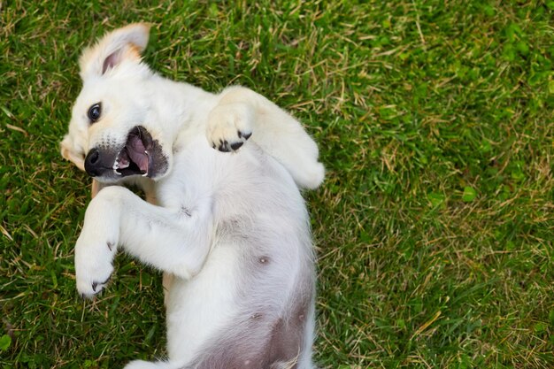 Speelse puppy die geniet van een golden retriever op het groene gras tijdens een zonnige dag