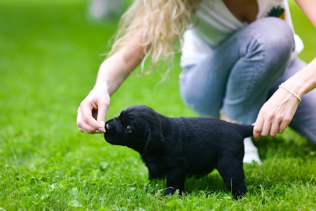 Speelse puppy van zwarte labrador Labrador puppy op groen gras