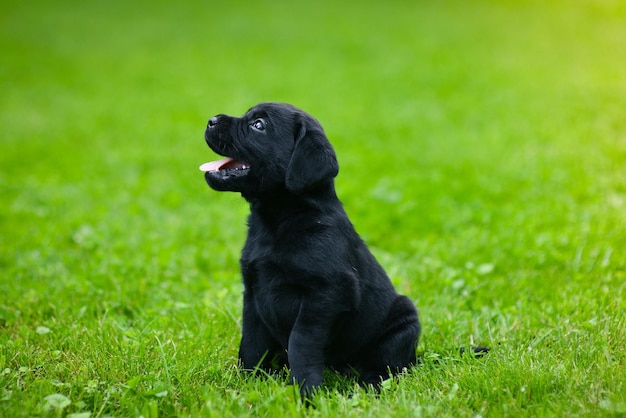 Speelse puppy van zwarte labrador Labrador puppy op groen gras