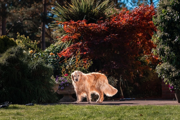 Speelse schattige mooie schattige Golden Retriever Dog speelt en rent in een park op open veld met groen gras