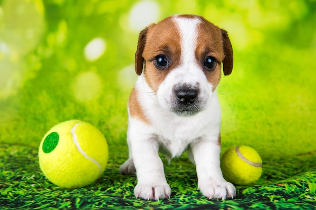 Speelse vrolijke jack russell terrier hond met tennisbal