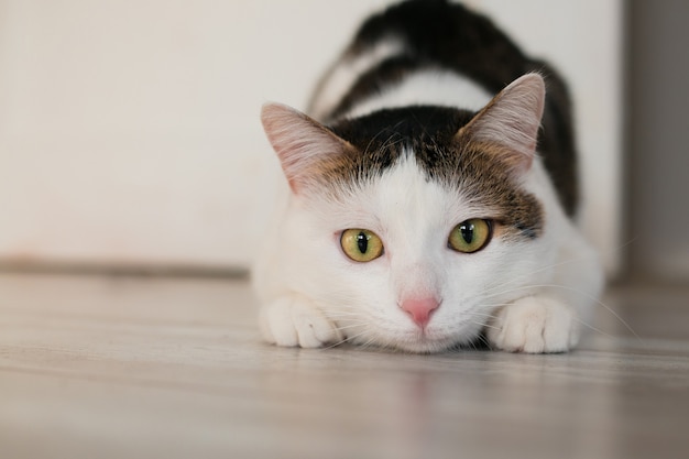 Speelse wit gestreepte kat Kat speelt op de vloer