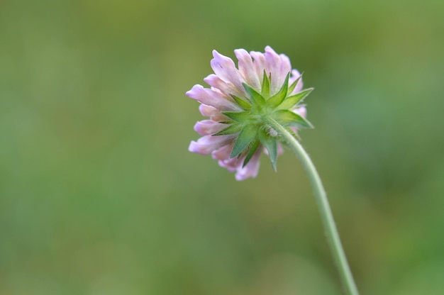 Speldenkussen bloem kleine paarse wilde bloem in de natuur groene natuurlijke achtergrond