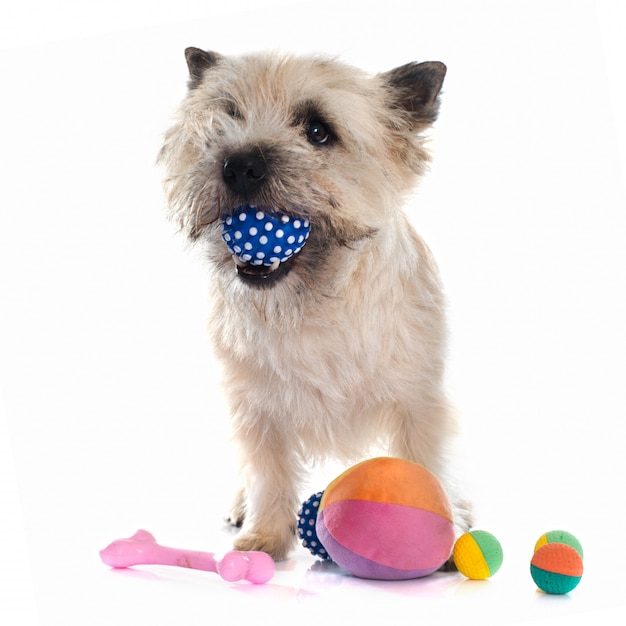 spelen cairn terrier