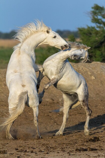 Foto spellen tussen paarden