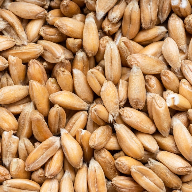 Spelt wheat grains close up