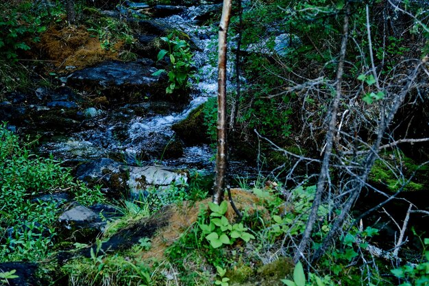 Spend a quiet time in the mossy mountains