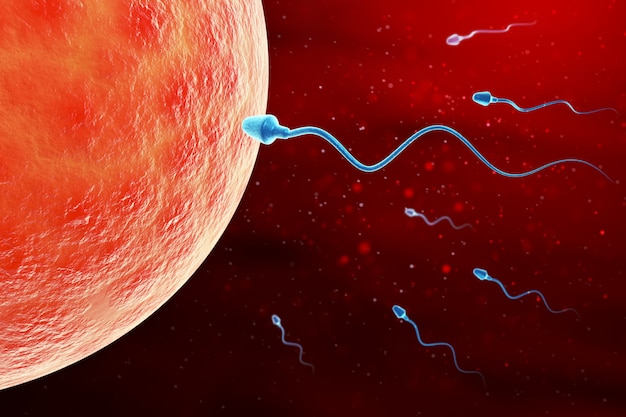Микроскопическое исследование сперматозоидов и яйцеклеток