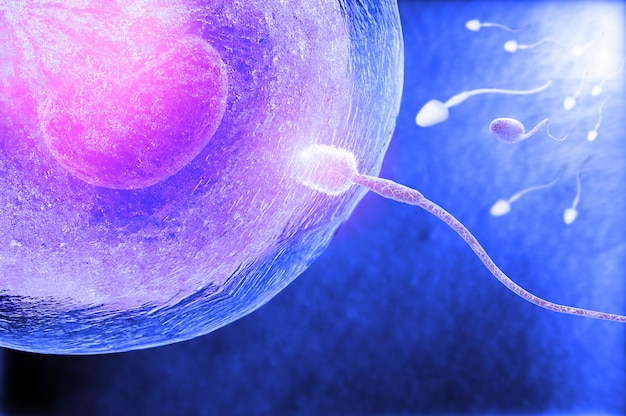 Sperm fertilize with ovum