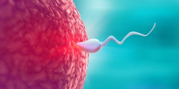 Foto lo sperma si fertilizza con l'uovo