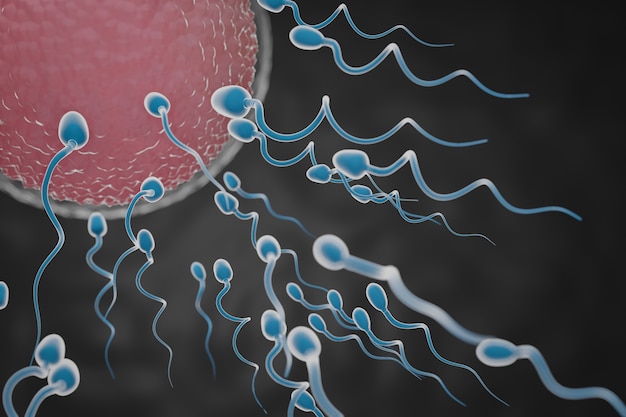 sperm swimming towards the red egg in a dark background. 3d illustration rendering.