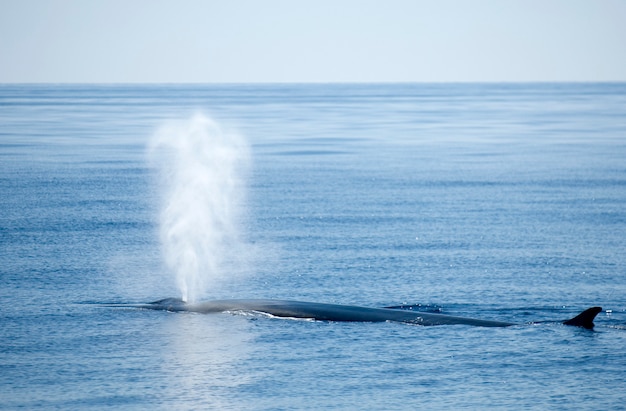 Sperm whale blowing at sea