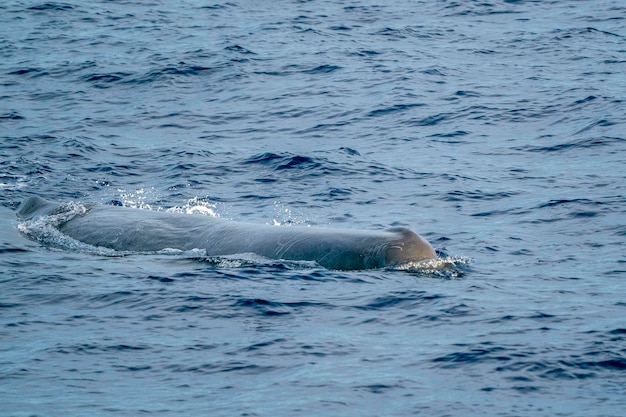 Sperm Whale head at sunset