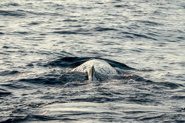 日没時のマッコウクジラの頭