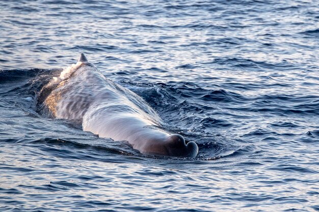 Photo sperm whale at sunset in mediterranean sea