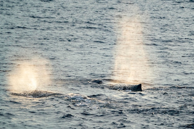 Sperm Whale at sunset while blowing