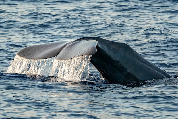 Photo sperm whale tail while going down at sunset