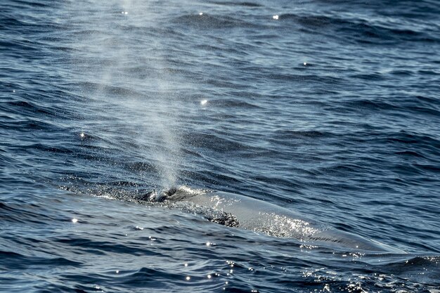 Photo sperm whale while blowing at sunset