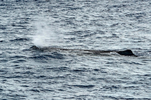 Photo a spermwhale on sea surface sperm whale blowing and breathing in mediterranean sea