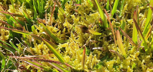 Sphagnum Moss Groene Tepels van Boggy Schoonheid