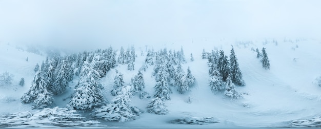 Panorama innevato aereo sferico degli abeti rossi