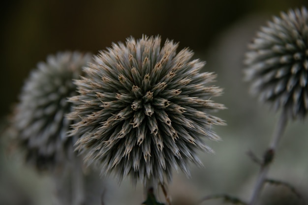 Spherical gray buds of a prickly plant close up