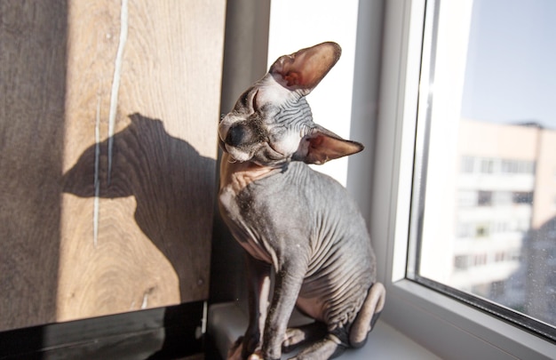 The sphinx basks in the sun sitting at home on the windowsill