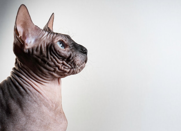 Sphinx cat portrait on a light