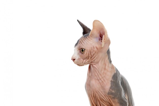 Sphinx cat