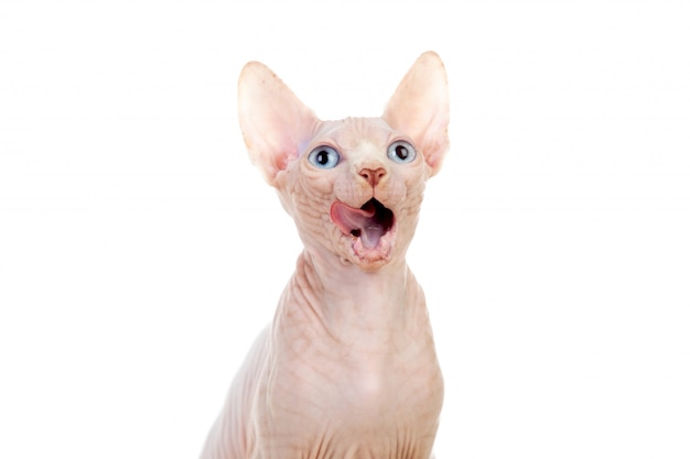 Sphinx cat