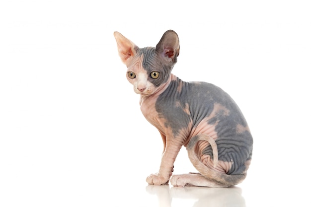 Sphinx cat