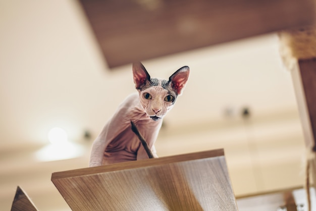 Sphinx-katten zien er schattig en elegant uit, met korte haren die op hoge houten vloeren staan.