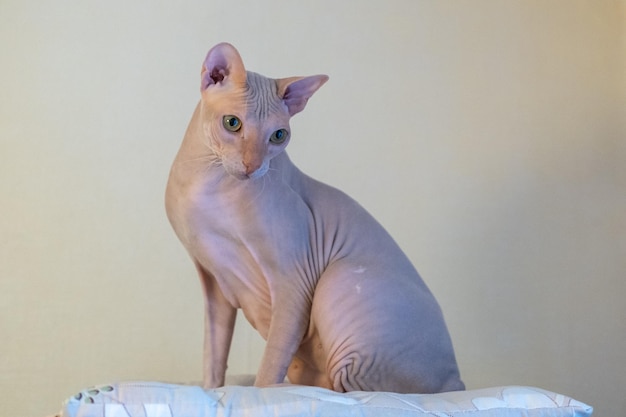 스핑크스 핑크 털이 없는 고양이 항알레르기 고양이 애완 동물 털이 없는 피부를 가진 아름답고 우아한 고양이가 옷장에 앉아 있다