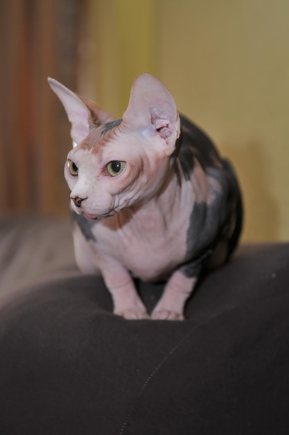 Sphinx purebred cat sitting on dark armchair